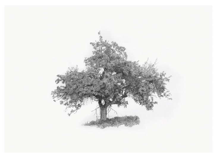 Obstbaum, Bleistift auf Papier, 42 x 29.7 cm, 2014